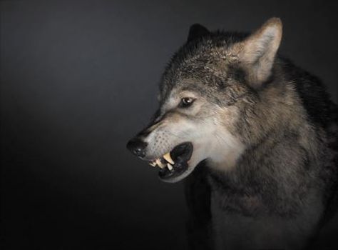 Wolf Side View, Wolf Growling, Snarling Wolf, Dog Growling, Wolf Pics, Angry Wolf, Wolf World, Wolf Photography, Wolf Photos