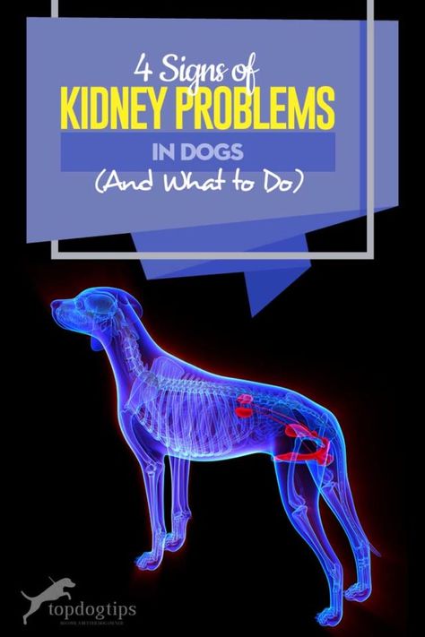 The 4 Signs of Kidney Problems in Dogs (And What to Do) Human Kidney, Acute Kidney Injury, Kidney Friendly, Dog Red, Dog Health Tips, Dog Health Care, Dog Trainer, Dog Health, Dog Training Tips