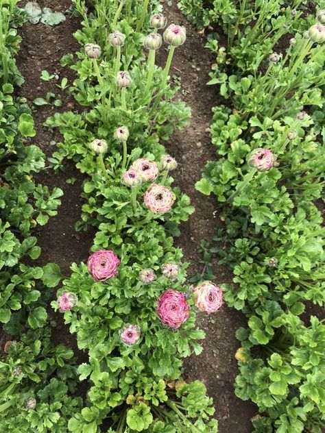 How we plant ranunculus and anemone — Flourish Flower Farm Ranunculus Companion Plants, Ranunculus Plant, Grow Ranunculus, Ranunculus Garden, Spring Blooming Flowers, Seed Starting Soil, Companion Gardening, Garden Goals, Succession Planting