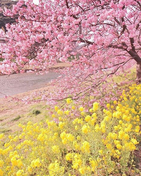 Gorgeous pink and yellow blossom Relaxing Sunday, Yellow Aesthetic Pastel, Yellow Blossom, Weather Today, Good Weather, White Cottage, Picture Collage Wall, Spring Color, Yellow Aesthetic