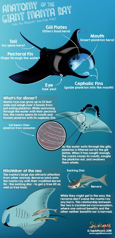 Anatomy of the Manta Ray - Squidtoons Marine Biology Notes, Devil Emoji, Oceanography Marine Biology, Animal Infographic, Biology Facts, Biology Notes, Marine Biologist, Animal Science, Marine Conservation