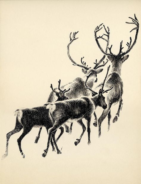 Caribou Tattoo, Caribou Drawing, Moose Forest Tattoo, Caribou Illustration, Moose Line Art, Woodland Caribou, Whitetail Deer Sketch, Wildlife Tattoo, Canadian Wildlife