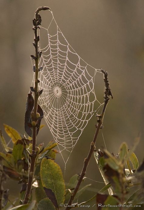 Spider On Web, Halloween Tea Party, Spiders Web, Autumn Instagram, Spider Art, Spider Webs, Airbrush Art, Halloween Photos, Sketchbook Inspiration