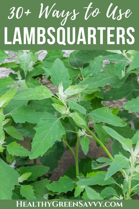 Lambs Quarters, Medicinal Weeds, Medicinal Wild Plants, Edible Weeds, Wild Food Foraging, Herbal Remedies Recipes, Medicinal Herbs Garden, Edible Wild Plants, Natural Healing Remedies