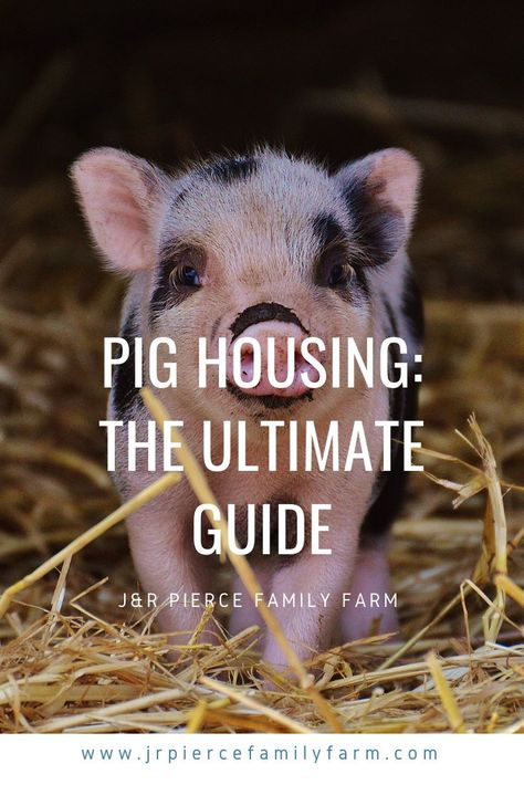 When you’re raising pigs, providing proper housing should be one of your top concerns. Here are our best tips for pig housing. #raisingpigs #pighousing #pigshelter #pighousingdesign #jrpiercefamilyfarm #pasturedpigs Pig Shelter, Homestead Inspiration, Pastured Pigs, Shelter Ideas, Raising Pigs, Earth Bag Homes, Pig Stuff, Pig Pen, Pig House