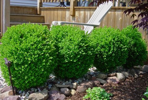 Buxus microphyllia 'tide hill' Baby Gem Boxwood, Gem Boxwood, Winter Gem Boxwood, Mulch Around Trees, Boxwood Landscaping, Edging Plants, Broadleaf Evergreen, Shade Shrubs, Low Maintenance Landscaping