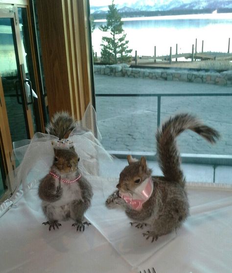 Funny Wedding Decorations : Sassy Squirrels dressed in their wedding best ! Squirrel Wedding, Squirrel Wearing Clothes, Squirrel Dress, Weird Squirrel, Squirrel Taxidermy Funny, Squirrel Tshirts Funny, Funny Wedding, Wedding Humor, Squirrels