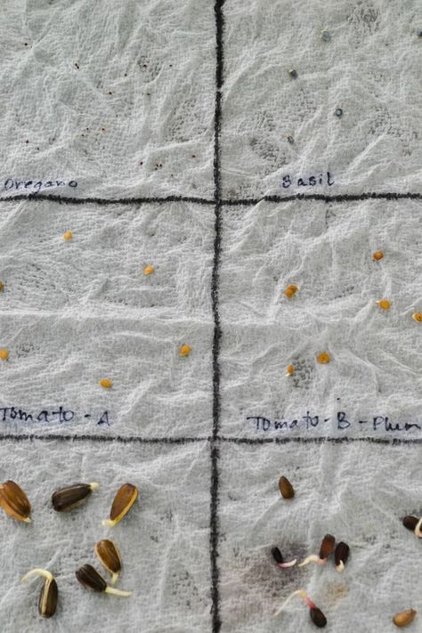 seed germination on paper towels before planting How To Keep Seeds For Next Year, Diy Seed Starting Tray, Diy Seedling Tray, How To Sprout Seeds, Starting Flowers From Seeds, How To Make Seed Paper For Planting, How To Save Seeds For Next Year, Kratky Method, When To Sow Seeds Indoors