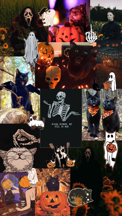 Halloween cats funny orange black wallpaper Cat Fall Wallpaper, Orange Black Wallpaper, Halloween Backrounds, Funny Vibes, Funny Orange, Cat Collage, Halloween Cats, Halloween 4, Vibes Wallpaper