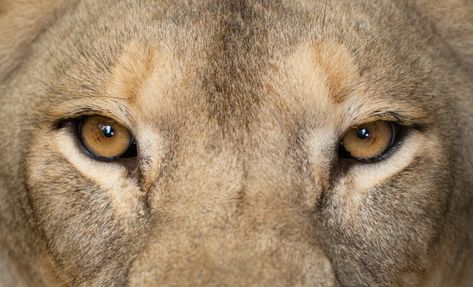 Female lion eyes close up Premium Photo | Premium Photo #Freepik #photo #nature #animals #hair #cat Female Lion Aesthetic, Animal Eyes Close Up, Lioness Eyes, Lions Eyes, Lion King Party Favors, Lion Aesthetic, Feline Eyes, Animal Close Up, Lion Eyes