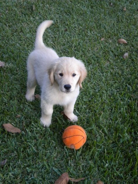 baby golden retriever Baby Golden Retrievers, Golden Retriever Baby, Animal Hugs, Hate Cats, Golden Puppies, Golden Puppy, Golden Retriever Puppies, Owl Pet, Retriever Puppies