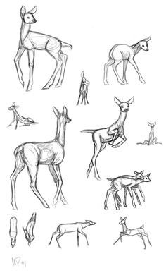 Cute Animal Art Doodles, Deer Anatomy Drawing Reference, Deer Reference Drawing, Deer Drawing Tutorial, Animal Poses Reference, Deer Anatomy, Deer Tutorial, Fox Drawing Sketches, Deer Reference