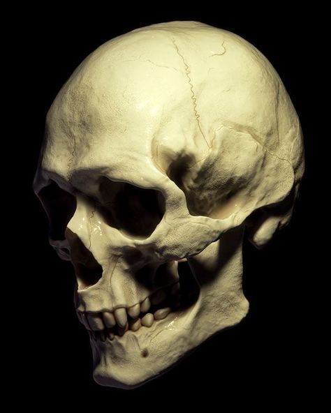 3d Skull, Art Idea, Human Skull, Illustration Digital, Cinema 4d, Zbrush, Models, Human