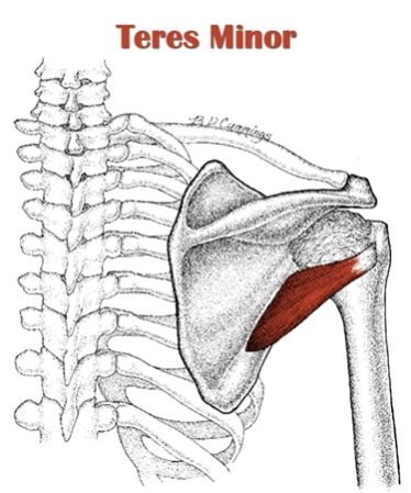 The muscles of the chest and upper back Torn Rotator Cuff Symptoms, Teres Major Muscle, Supraspinatus Muscle, Upper Cross Syndrome, Teres Major, Axillary Nerve, Vertebral Artery, Ulnar Nerve, Forward Head Posture