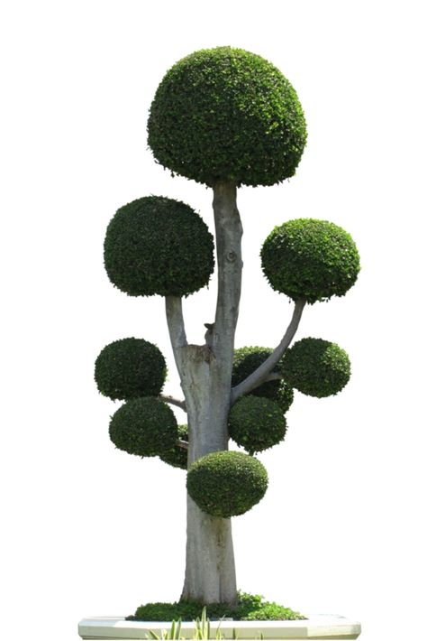 Cloud pruning of trees and conifers makes them look like floating clouds. The practice comes from Japanese gardens. This method is easy & looks incredible! Cloud Pruning, How To Propagate Lavender, Ficus Ginseng, Floating Clouds, Tree Cut Out, Bonsai Ficus, Japanese Cherry Tree, Bonsai Care, Landscape Design Drawings