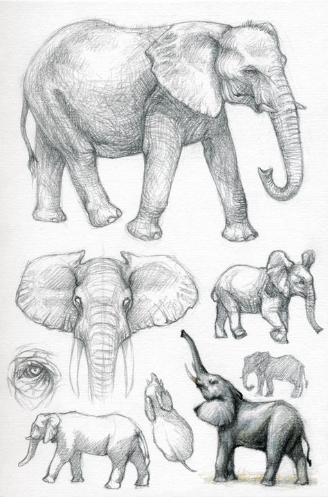 Elephant Drawings, Elephant Face Sketch, Elephant Different Angles, Elephant Side Profile Drawing, Elephant Anatomy Drawing, Elephant Anatomy, Elephant With Trunk Up Drawing, Elephant Sketch, Elephant Photography