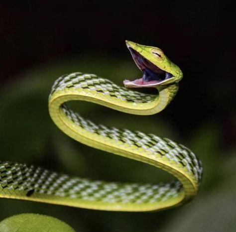 Asian Vine Snake, Green Vine Snake, Vine Snake, Animal References, Disney Pictures, Snakes, National Geographic, Reptiles, Painting Art