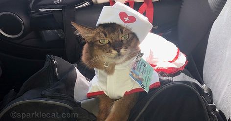 Micah Yujin, Cat Therapy, Nurse Cat, Cat Celebrating, Cat Advice, Therapy Cat, Cat Hiding, Cat Scratch, Cat Stories