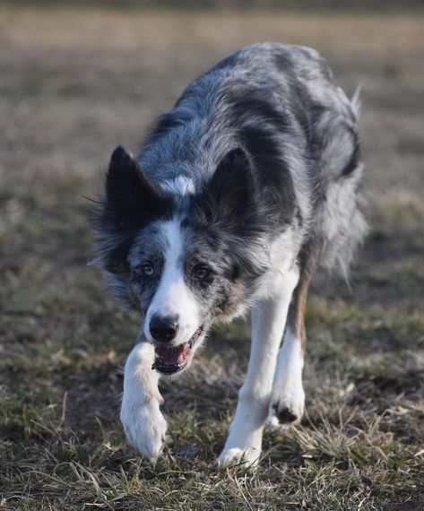 What is the primary job of a Border Collie? a) Hunting b) Herding c) Guarding Dream Live, Herding Dogs, Pretty Dogs, Border Collie, Dog Training, Hunting, Dogs, Quick Saves