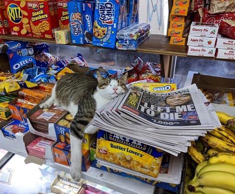 Bodega Cat, Of Mice And Men, Sleepy Cat, Small Shops, Cat Gif, 귀여운 동물, Cat Photo, Cat Pics, Cool Cats