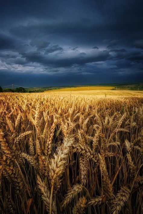 Scenery Beautiful, Photos Of Nature, Drawing Scenery, Fields Of Gold, Storm Clouds, Beautiful Photos Of Nature, Wheat, Nature Photography, Tumblr