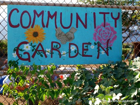 Breaking New, Community Gardens, City Farm, Video Garden, Veggie Patch, Garden Party Decorations, Northern Colorado, Community Garden, Flower Video