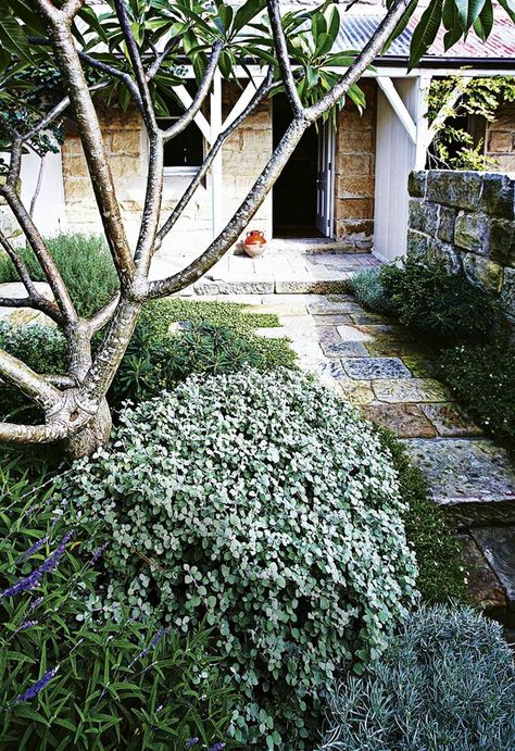 Put your home’s best look forward with a carefully considered entry garden. Front Garden Inspiration, Entry Garden Ideas, Entry Garden, Country Garden Design, Small Front Gardens, Kerb Appeal, Australian Native Garden, Portable Garden, Homes To Love