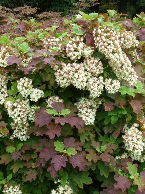 'Snowflake' Oakleaf Hydrangea (Hydrangea quercifolia 'Snowflake') Oakleaf Hydrangea Landscape, Container Gardening Shade, Hydrangea Arborescens Annabelle, Shade Landscaping, Landscaping With Roses, Hydrangea Landscaping, Habitat Garden, Hydrangea Quercifolia, Oakleaf Hydrangea