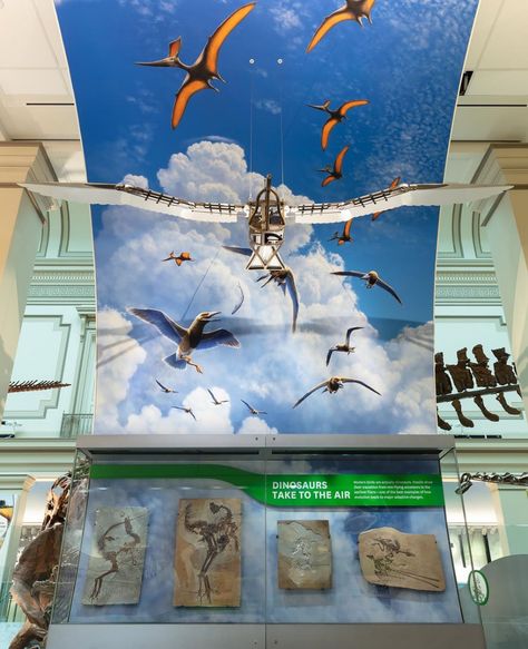 How We Lifted Flight from Bird Evolution | Smithsonian Voices | National Museum of Natural History | Smithsonian Magazine Bird People, What Is A Bird, Closer To The Sun, Modern Birds, Natural History Museum, Air And Space Museum, Puzzle Solving, University Of California, National Museum