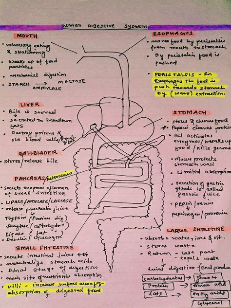 Gaseous Exchange Notes Grade 11, Human Digestive System Notes, Biology Hacks, Digestive System Notes, Cell Biology Notes, Digestive System Diagram, Digestive System Worksheet, Hesi A2, Biology Drawing