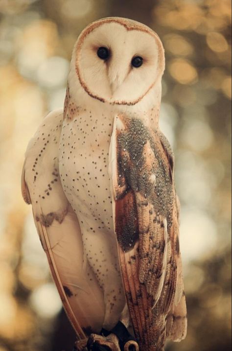 Owl Photography, Barn Owls, Owl Photos, Owl Pictures, Beautiful Owl, Owl Tattoo, Pretty Animals, Animal References, Bird Drawings