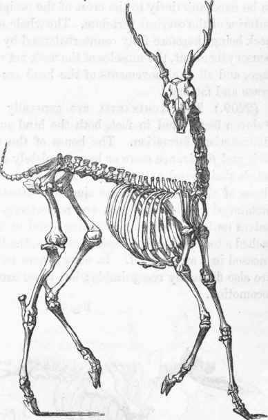 Skeleton of the stag Stag Anatomy, Deer Bones Drawing, Deer Skeleton Art, Cool Animal Skeletons, Deer Skeleton Anatomy, Skeleton Animals Drawing, Stag Skeleton, Animal Skeleton Art, Rat Skeleton