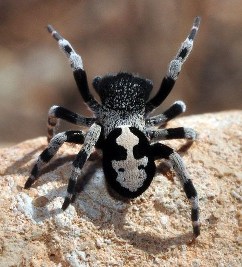 Velvet Spider (Ereus albopictus) Spain Poisonous Spiders, Arachnids Spiders, Crab Spider, Spider Species, Spider Drawing, Black And White Spider, Garden Spider, Wolf Spider, Pet Spider