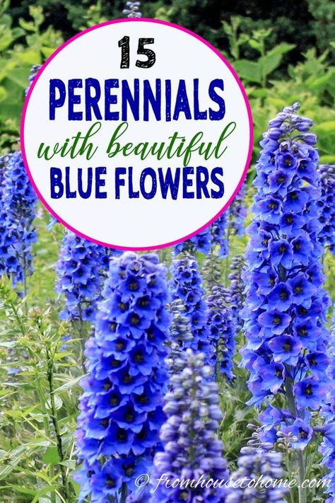 Blue Perennial Flowers, Dividing Perennials, Blue Perennials, Part Shade Perennials, Blue Flowering Plants, Easy To Grow Plants, Blue Flowers Garden, Beautiful Blue Flowers, Flowering Perennials