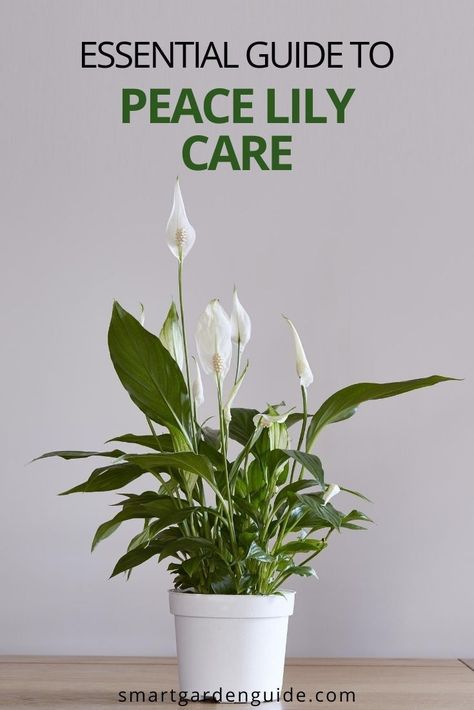 How To Grow Peace Lily House Plants, Peace Lily Plant Care Indoor, Houseplant Care Guide, How To Take Care Of A Peace Lilly, How To Care For Peace Lily Houseplant, Peace Lily Care Repotting, Caring For A Peace Lily Houseplant, How To Care For Plants Houseplant, Peace Lily Bathroom