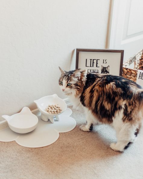 I finished decorating my cat’s room. 
#cat #mainecoon #calico #catlifestyle #catdecor #homedecor Cat Mainecoon, Ceramic Pet Bowls, Mr Kitty, Kitten Accessories, Cats Paw, Colorful Hairstyles, Dog Water Bowls, Cat Products, Cerámica Ideas