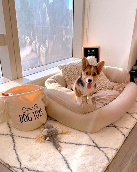 Cute Aesthetic Dog Beds, Cute Pet Room Ideas, Dog Area In Apartment Small Spaces, Dog In Living Room, Bedroom Ideas With Dogs, Dog Setup Ideas, Apartment Dog Area, Aesthetic Dog Set Up, Luxury Pet Room