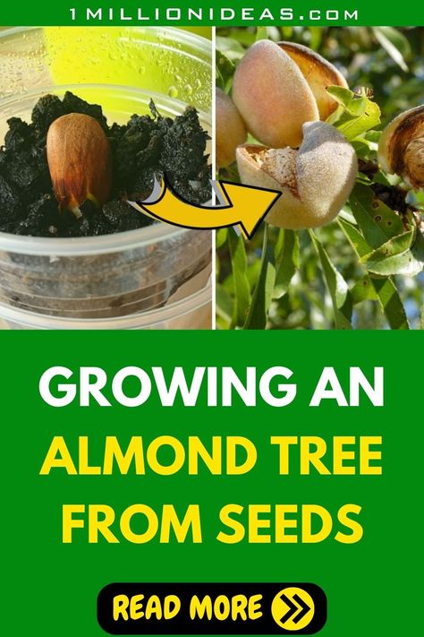 Almonds are famous for its flavor and nutrition. But do you know they're also a symbol of good luck and prosperity? That's why growing an almond tree from seeds is like planting a little wish in your backyard, which, with time and care, can grow into a symbol of your own prosperity. Grow Almonds, Almond Tree, A Symbol, How To Grow, Planting, Good Luck, To Grow, Almond, Seeds