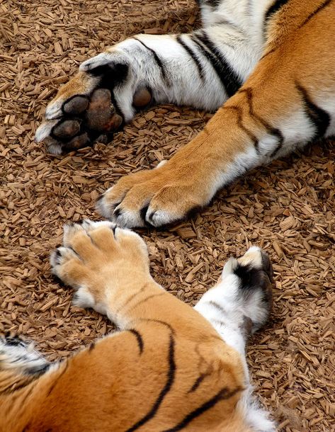 References Animals, Tiger Paws, Kitty Paws, Real Animals, Cat Anatomy, Tiger Paw, Lion Paw, Sketching Ideas, Mew Mew