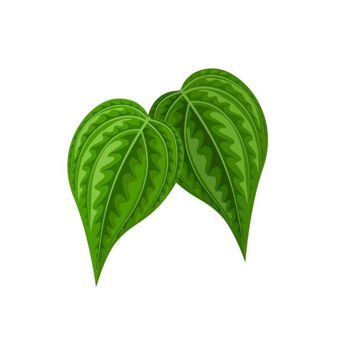 Vector illustration of betel leaf, scientific name of Piper betle, isolated on white background. Betel Leaf, Scientific Name, Leaves Vector, Vector Art, White Background, Vector Free, Vector Illustration, Royalty, Royalty Free