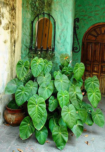 Explore Wonderlane's photos on Flickr. Wonderlane has uploaded 44516 photos to Flickr. Mexican Garden, Puerto Vallarta Mexico, Shade Plants, The Shadow, Tropical Garden, Shade Garden, Urban Garden, Plant Life, Green Plants