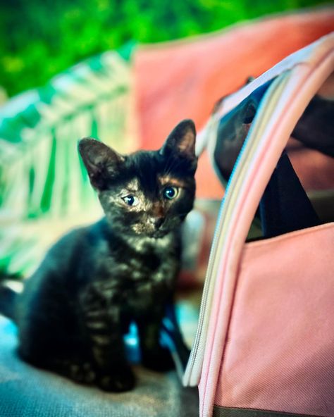 Kittens that were had by a stray cat nearby and brought into Kava Culture. Yes they have fleas, but the foster mom is taking care of that soon. ❤️❤️❤️ #kittens #kittensofinstagram #cute The Foster, Foster Mom, Stray Cat, Take Care, The Fosters, Kittens, Bring It On, On Instagram, Quick Saves