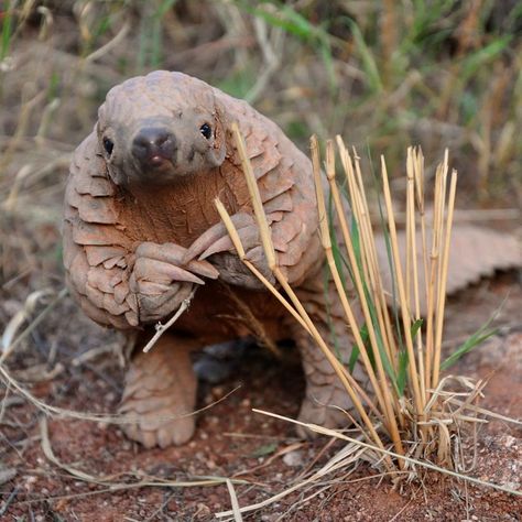 Many animals have no bones; instead they wear their skeleton on the outside, where it also serves as armor. So why do humans have their bones on the inside, leaving their soft flesh exposed and unprotected? Exoskeletons, or outer skeletons, are great for small animals, like insects. But on larger animals, heavy armor makes it hard to move. One evolutionary solution is to replace big, heavy plates of armor with small, flexible plates or scales. Photo: Maria Diekmann, from @pbsnature Rare Animals, Endangered Animals, Baby Animals Funny, Silly Animals, Weird Animals, Animals Of The World, Nature Animals, 귀여운 동물, News Blog