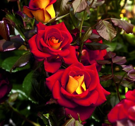 Ketchup And Mustard Rose, Ketchup And Mustard, Floribunda Rose, Fantastic Flowers, Patio Trees, Bold Flowers, Rose Varieties, Rose Seeds, Red Petals