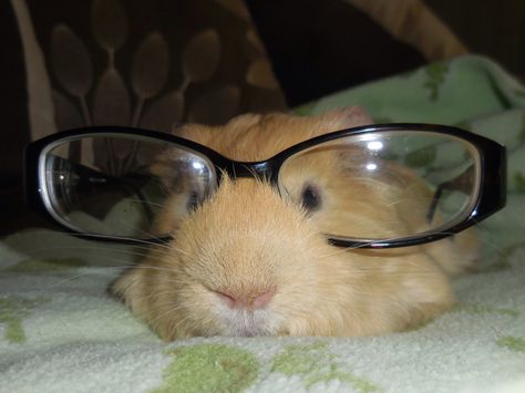 . Behind Blue Eyes, Cute Guinea Pigs, Cute Rats, Wearing Glasses, Silly Animals, Eye Wear, Silly Pictures, Hamsters, Cute Little Animals