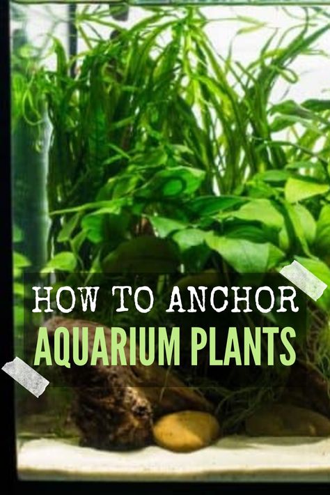 Fish Tank Plants Ideas, Plant Aquarium Ideas Water Garden, Growing Plants In Fish Tank, Plants In Aquarium Fish Tanks, Plants For Aquarium Tanks, Aquarium Setup Ideas Freshwater, Starter Fish Tank, Small Planted Aquarium, Live Plant Aquarium Ideas