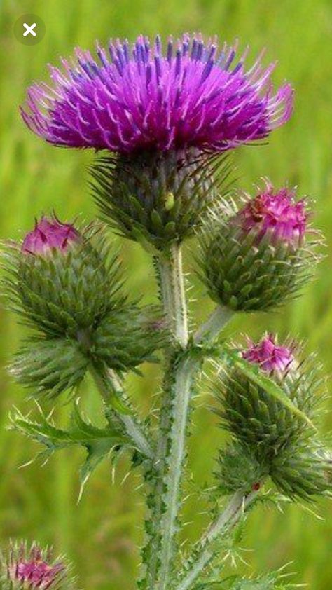 Scottish Wild Flowers, Wild Flower Photos, Thistle Painting, Thistles Art, Strange Flowers, Thistle Flower, Scottish Thistle, Botanical Drawings, Flower Art Painting