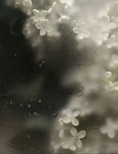 Frosted Glass Flower Wallpaper, Frosted Flowers Wallpaper, Black Flowers Wallpaper, Rainy Wallpaper, Beauty Iphone Wallpaper, Blur Image, Nature Iphone Wallpaper, Rain Painting, Floral Wallpaper Iphone