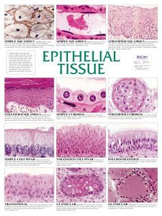 Epithelia tissue covers the body surfaces, lines body cavities, forms external and internal linings of many organs, and constitutes glands. It has many different forms for its many functions: protection, secretion, excretion, absorption, filtration, and sensation. Each type of epithelial tissue will be outlined in detail. Epithelial Tissue, Tissue Biology, Anatomy Notes, Histology Slides, Basic Anatomy And Physiology, Notes Aesthetic, Tissue Types, Medical Student Study, Nursing School Survival