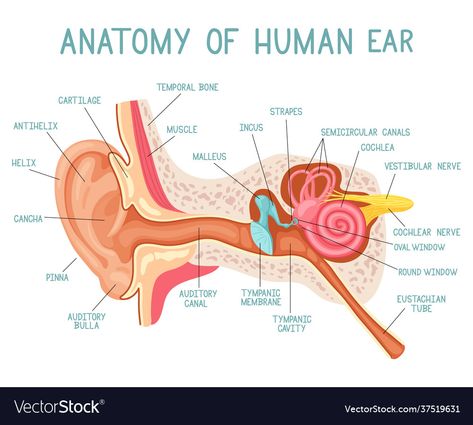 Ears Anatomy Drawing, Structure Of Human Ear, Medicine Infographic, Human Ear Anatomy, Ear Structure, Human Circulatory System, Human Respiratory System, Head Muscles, Medicine Illustration